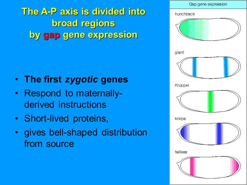 The A-P axis is divided into broad regions by gap gene expression The The A-P axis is divided into broad regions by gap gene expression The